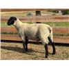 Image 2 : Dawe Suffolks