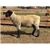 Image 2 : Dawe Suffolks
