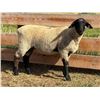 Image 2 : Dawe Suffolks