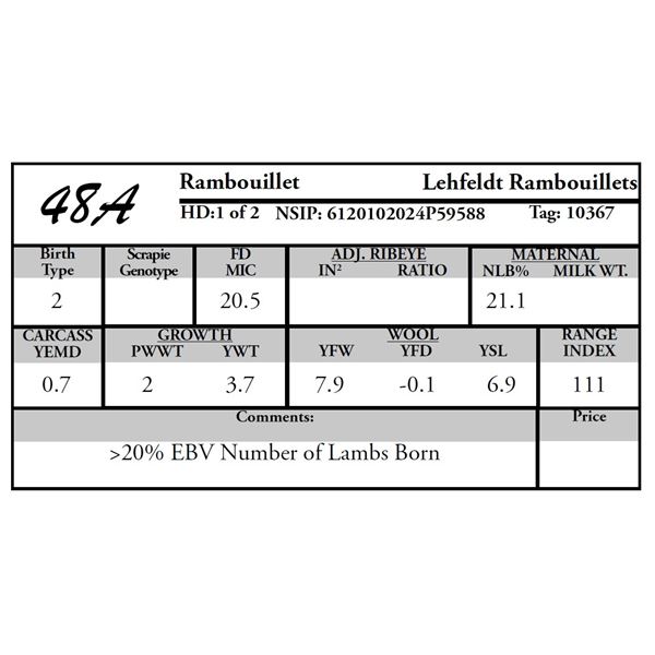 Lehfeldt Rambouillets