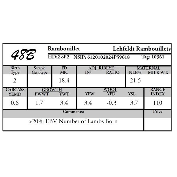 Lehfeldt Rambouillets