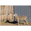 Image 2 : Sampsel Livestock