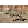 Image 2 : Sampsel Livestock