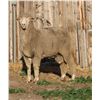 Image 2 : Sampsel Livestock