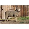 Image 2 : Sampsel Livestock