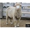 Image 2 : Montana Sheep Co.