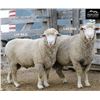 Image 2 : Montana Sheep Co.