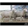 Image 3 : Montana Sheep Co.