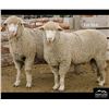 Image 2 : Montana Sheep Co.
