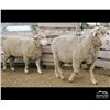 Image 2 : Montana Sheep Co.