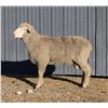 Image 2 : Sampsel Livestock
