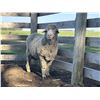 Image 2 : Front Range Sheep Co.