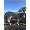 Image 2 : Front Range Sheep Co.