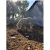Image 2 : Front Range Sheep Co.