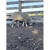 Image 2 : Front Range Sheep Co.