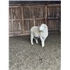 Image 2 : Front Range Sheep Co.