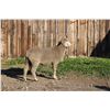 Image 2 : Sampsel Livestock