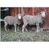 Image 2 : Green Ranch Targhee, Keith Green