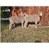 Image 2 : Green Ranch Targhee, Keith Green