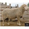 Image 2 : Montana Sheep Co.