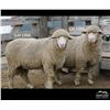 Image 2 : Montana Sheep Co.