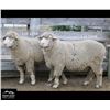 Image 2 : Montana Sheep Co.