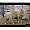 Image 2 : Montana Sheep Co.