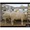 Image 2 : Montana Sheep Co.