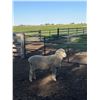 Image 2 : Front Range Sheep Co.