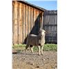 Image 2 : Sampsel Livestock
