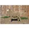 Image 2 : Sampsel Livestock
