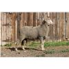 Image 2 : Sampsel Livestock
