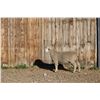 Image 2 : Sampsel Livestock