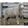 Image 2 : Montana Sheep Co.