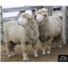 Image 2 : Montana Sheep Co.