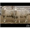 Image 2 : Montana Sheep Co.