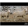 Image 2 : Montana Sheep Co.