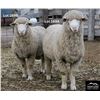 Image 2 : Montana Sheep Co.