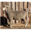 Image 2 : Sampsel Livestock