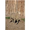 Image 2 : Sampsel Livestock