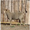 Image 2 : Sampsel Livestock