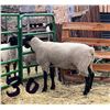 Image 2 : Thompson Land & Livestock - 1 Suffolk Ram
