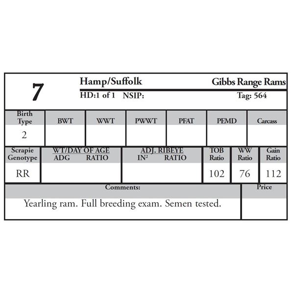 Gibbs Range Rams - 1 HAMP/SUFFOLK Ram