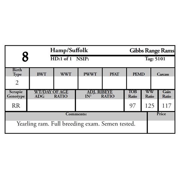 Gibbs Range Rams - 1 HAMP/SUFFOLK Ram