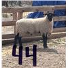 Image 2 : Thompson Land & Livestock - 1 Suffolk Ram