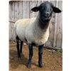 Image 2 : Rosebud River Farm - 1 Suffolk Ram