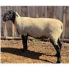 Image 2 : Rosebud River Farm - 1 Suffolk Ram