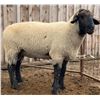 Image 2 : Rosebud River Farm - 1 Suffolk Ram