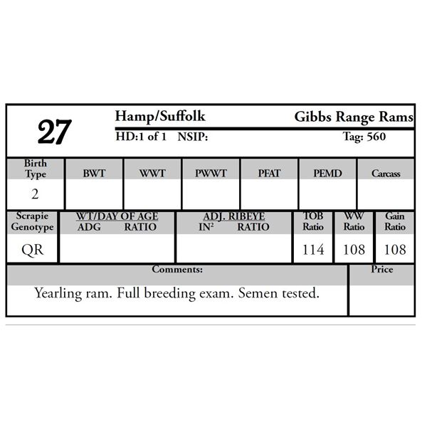 Gibbs Range Rams - 1 HAMP/SUFFOLK Ram