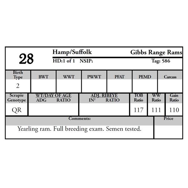Gibbs Range Rams - 1 HAMP/SUFFOLK Ram